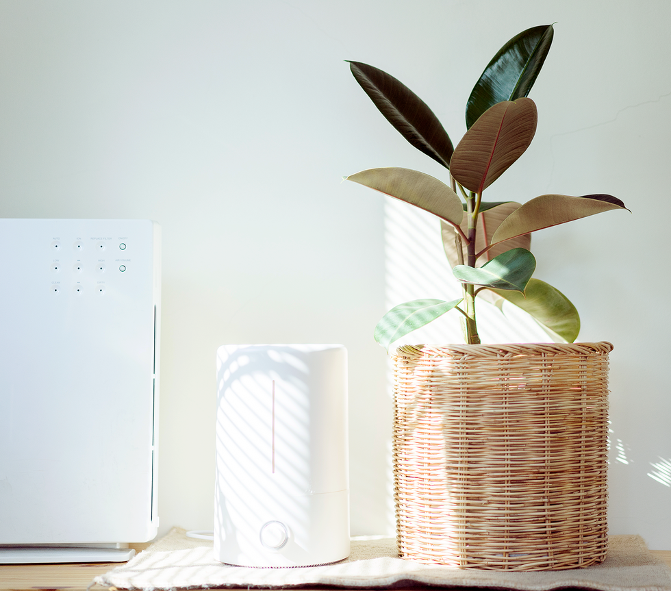 Plant in sunny room with air purifier