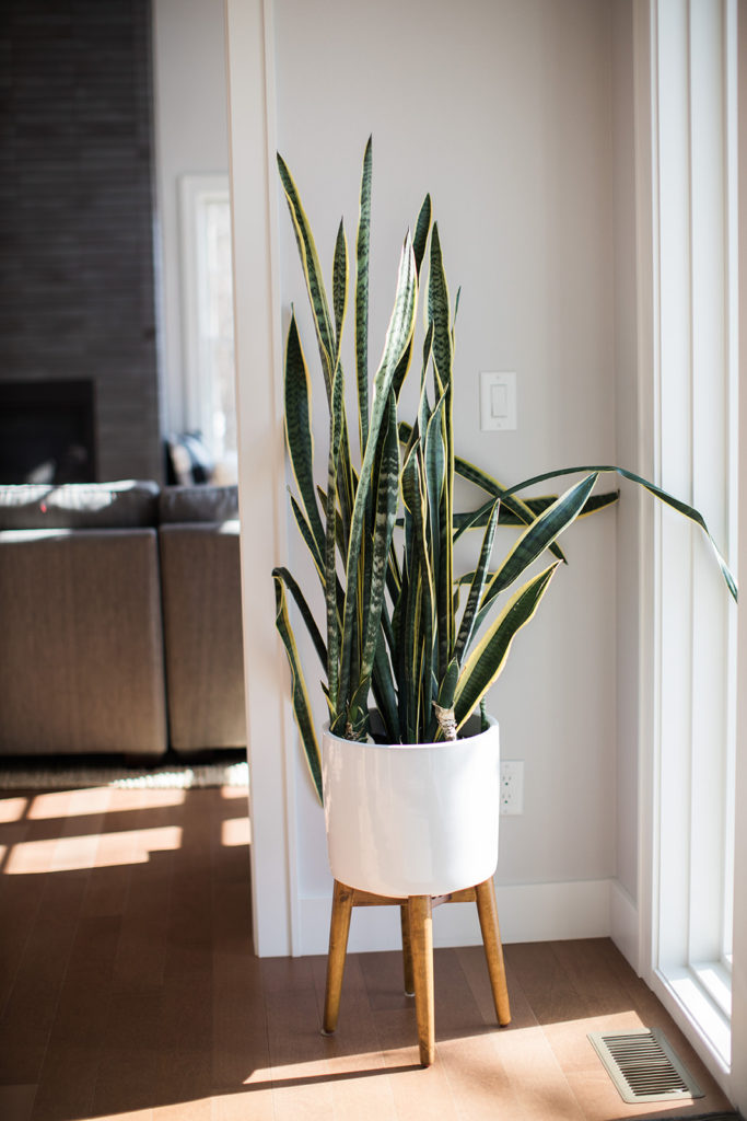 Snake plant in sunny spot indoors